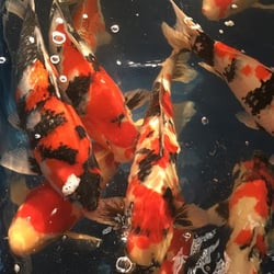 King Koi & Goldfish - japanese  koi.  super red and at a great price!!!