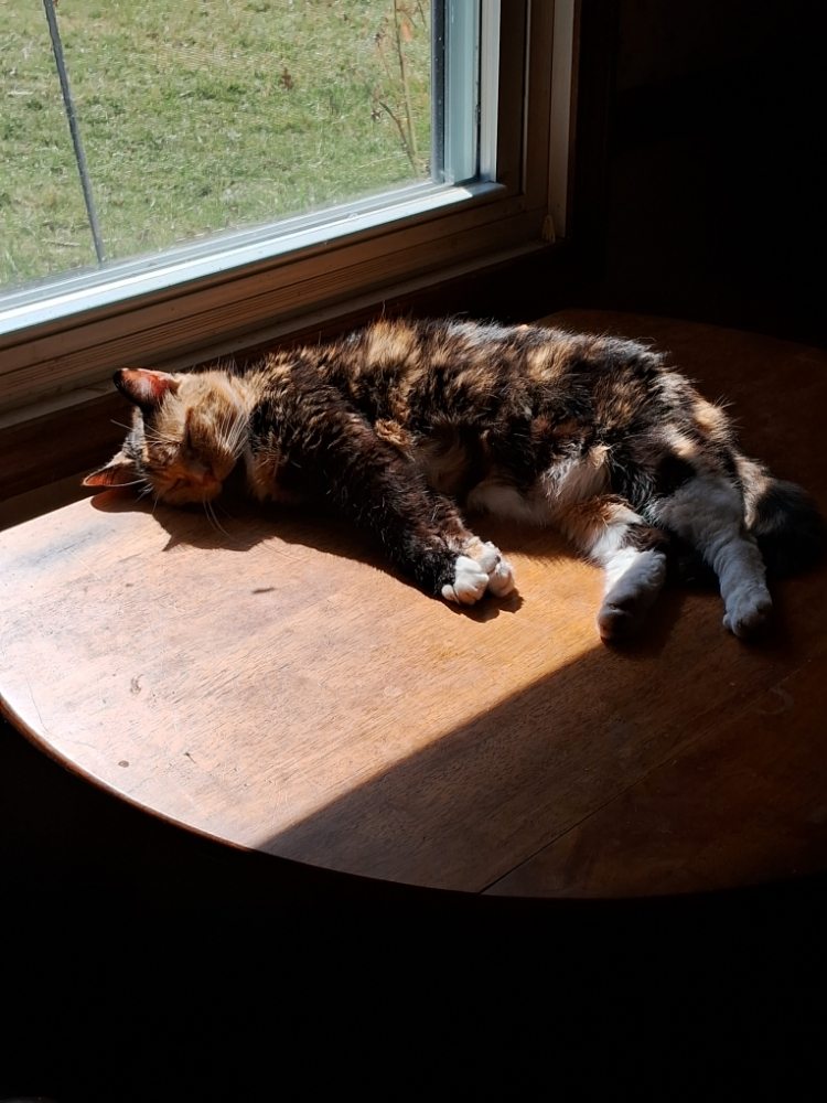 PAWS TO THE CLAWS PET GROOMING Updated May 2024 12230 Harmony Dr