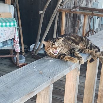 Reedy Creek Restaurant - Guard cat hanging out on the front porch. - Steakhouses Near Me - Screven, Georgia Reedy Creek Restaurant - Guard cat hanging out on the front porch. - Steakhouses Near Me - Screven, Georgia