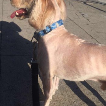 Coco Grooming - Pet Groomers Near Me - Los Angeles, California