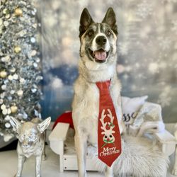 Pupper Club - Holiday Dog Boarding at Pupper Club San Diego