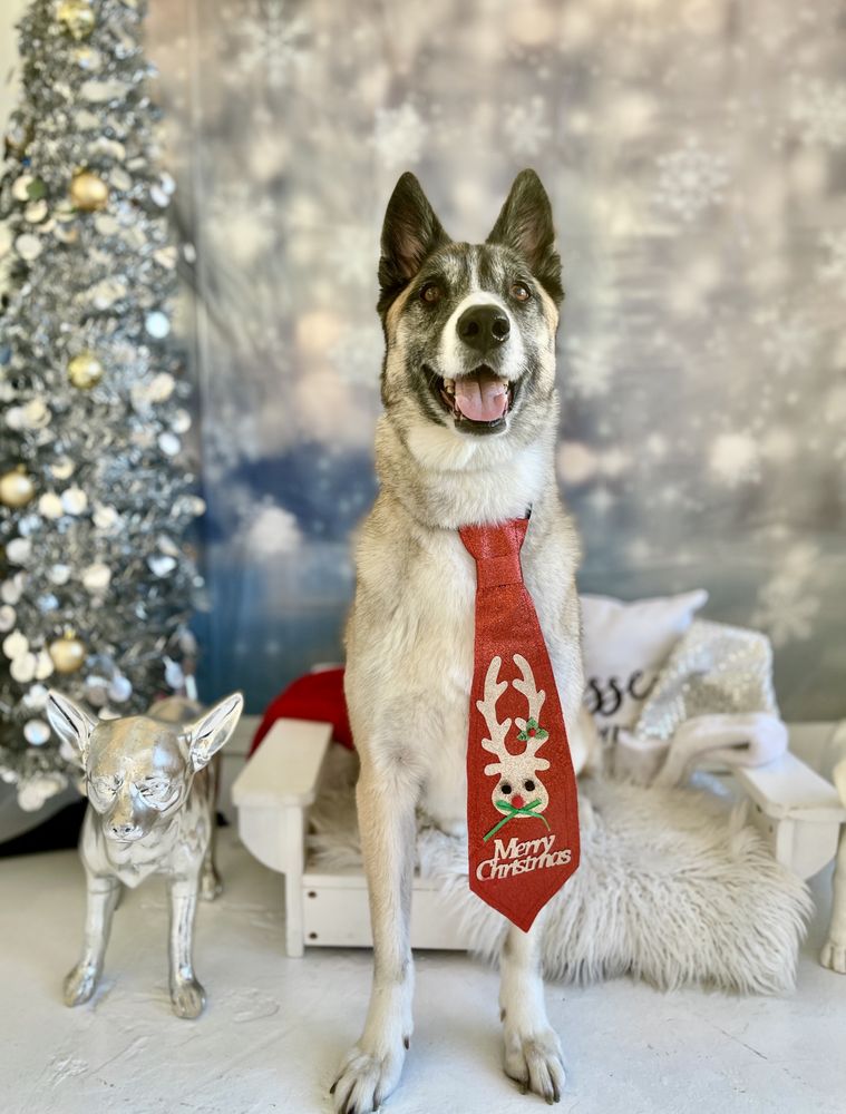 Pupper Club - pet boarding facility in San Diego, CA