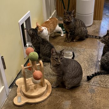 Nabi Cat Cafe - Themed Cafes Near Me - Santa Clara, California Nabi Cat Cafe - Themed Cafes Near Me - Santa Clara, California