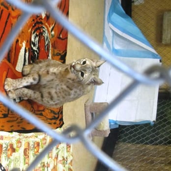 STAR Eco Station - bob cat - Museums Near Me - Culver City, California