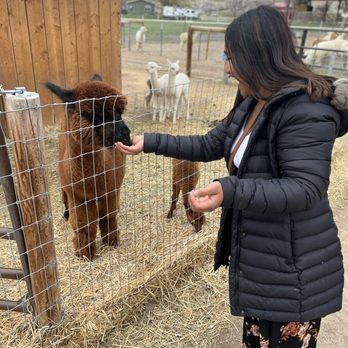 Sopris Alpaca Ranch - IG: @ohmyono - Ranches Near Me - Silt, Colorado