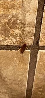 Tex Mex tequila by null