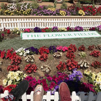 The Flower Fields - Three musketeers:) - Venues & Event Spaces Near Me - Carlsbad, California The Flower Fields - Three musketeers:) - Venues & Event Spaces Near Me - Carlsbad, California