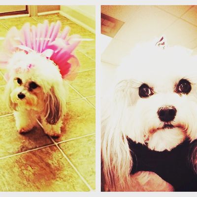 burlane cat and dog boutique