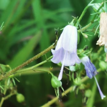 東京都薬用植物園 中島町21 1 小平市 東京都 Japan Yelp