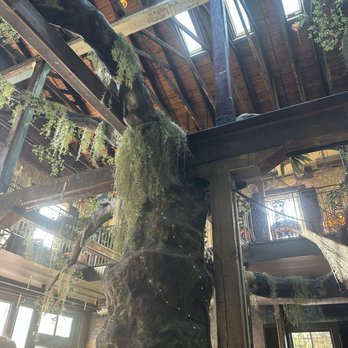 The Quarter - Unique bar tree with lights and Spanish moss highlights - Lounges Near Me - Greensboro, North Carolina The Quarter - Unique bar tree with lights and Spanish moss highlights - Lounges Near Me - Greensboro, North Carolina