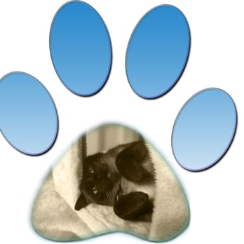 1. Susy's Pet Care