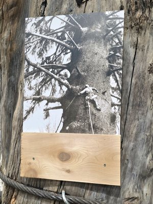 Ward Cove Cruise Ship Pier by null