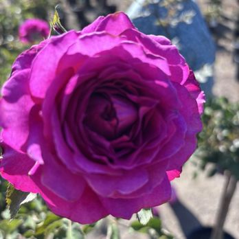 Hunter's Nursery - Nurseries & Gardening Near Me - Lemon Grove, California Hunter's Nursery - Nurseries & Gardening Near Me - Lemon Grove, California