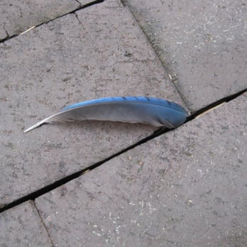Gaige House - a blue bird left us its feather - Hotels Near Me - Glen Ellen, California Gaige House - a blue bird left us its feather - Hotels Near Me - Glen Ellen, California