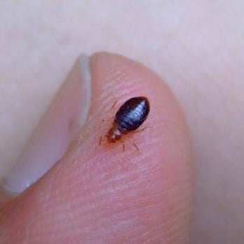 Antworks Pest Control - Guaranteed Pest Control - Pest Control Near Me - Yacolt, Washington Antworks Pest Control - Guaranteed Pest Control - Pest Control Near Me - Yacolt, Washington