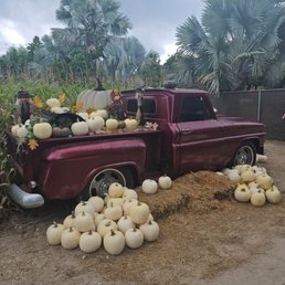 White pumpkin displays White pumpkin displays