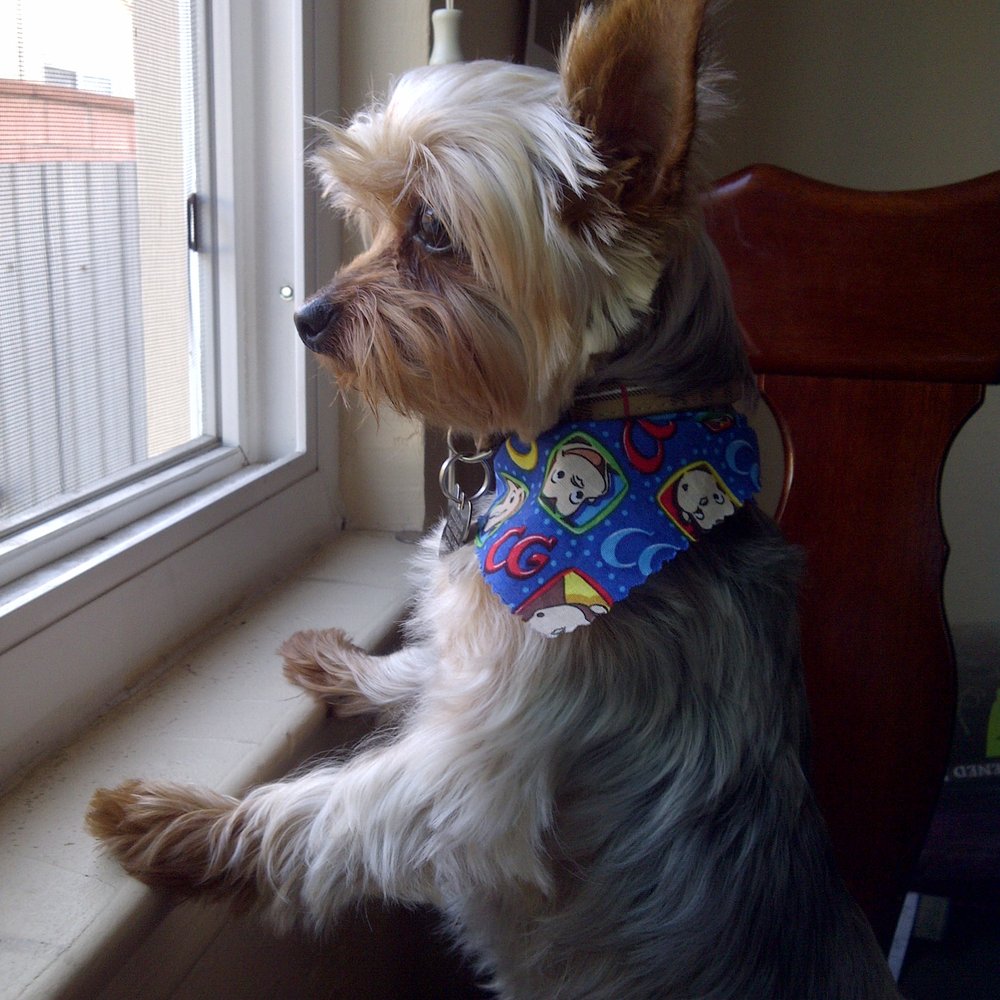 Puppy Luv Pet Grooming - Bandana so fitting. Back to the "puppy cut!" - Pet Groomers Near Me - Bellflower, California Puppy Luv Pet Grooming - Bandana so fitting. Back to the "puppy cut!" - Pet Groomers Near Me - Bellflower, California