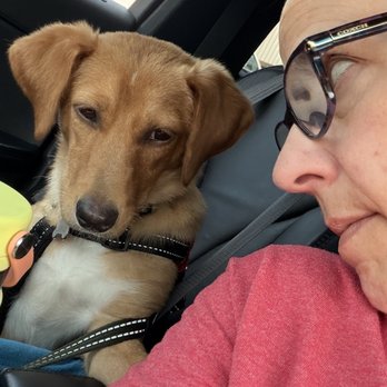 Sit Means Sit Cleveland-Akron - Such a good girl! With a lil help from our friends at Sit Means Sit - Pet Training Near Me - Copley, Ohio Sit Means Sit Cleveland-Akron - Such a good girl! With a lil help from our friends at Sit Means Sit - Pet Training Near Me - Copley, Ohio