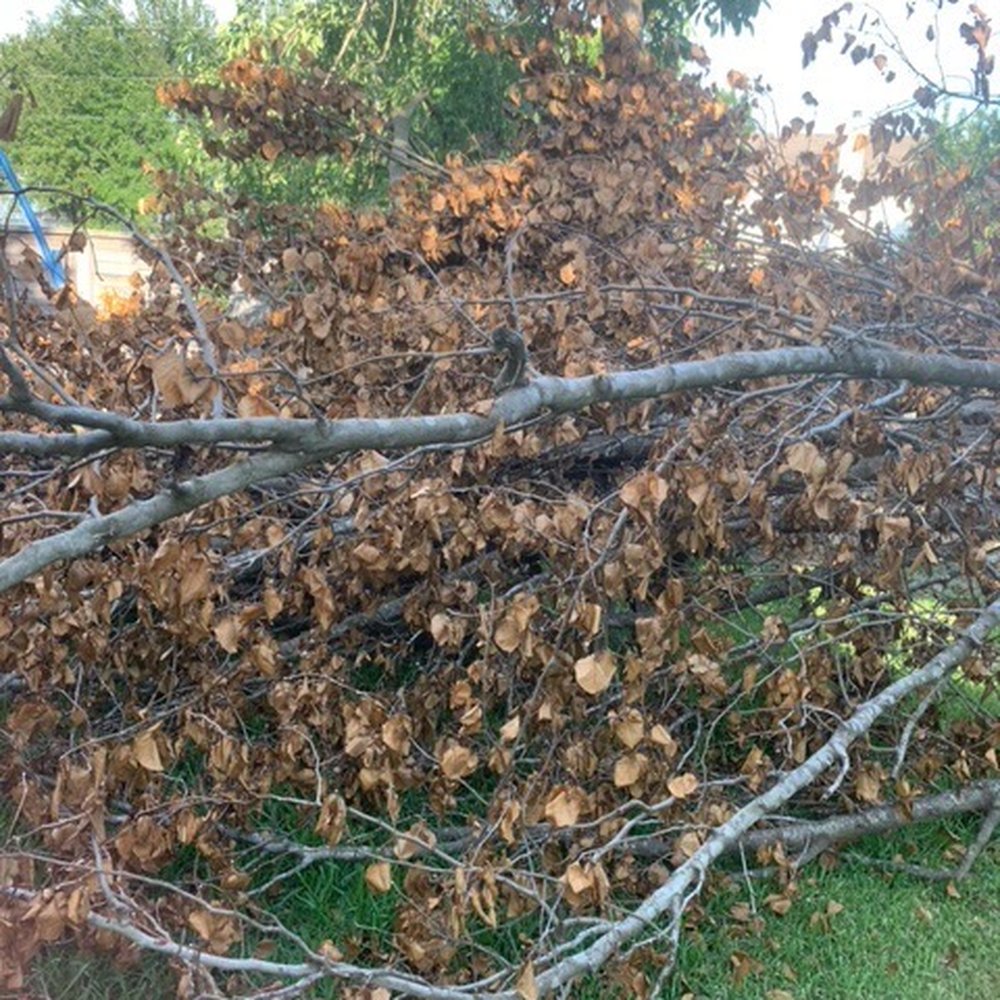 Rigo Tree Services - Branches - Tree Services Near Me