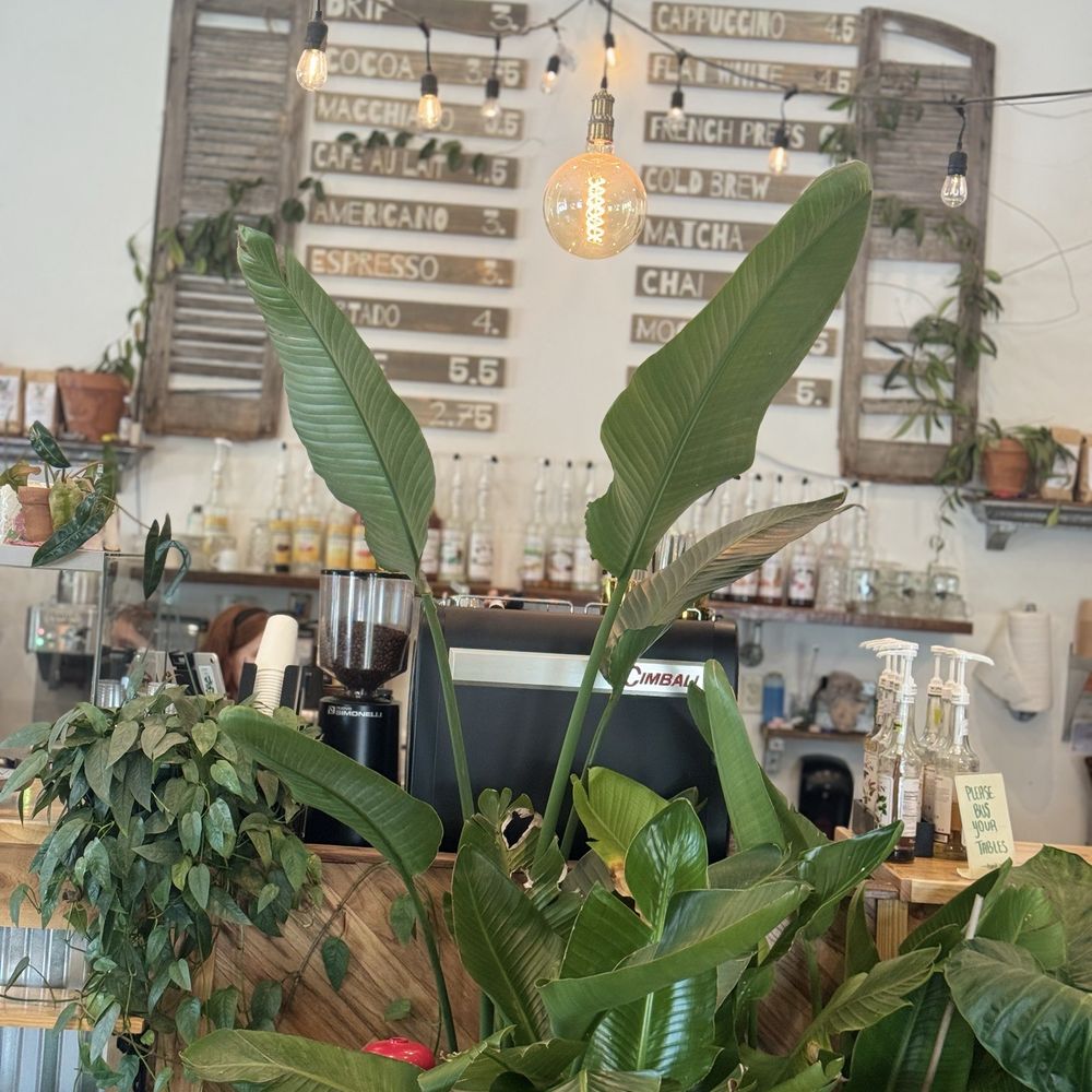 Roots Plants Coffee - Front of store - Flowers & Gifts Near Me - Slidell, Louisiana Roots Plants Coffee - Front of store - Flowers & Gifts Near Me - Slidell, Louisiana