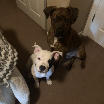 The Pet Fair - These are our furry babies!!! - Pet Sitting Near Me - Columbia, Missouri The Pet Fair - These are our furry babies!!! - Pet Sitting Near Me - Columbia, Missouri