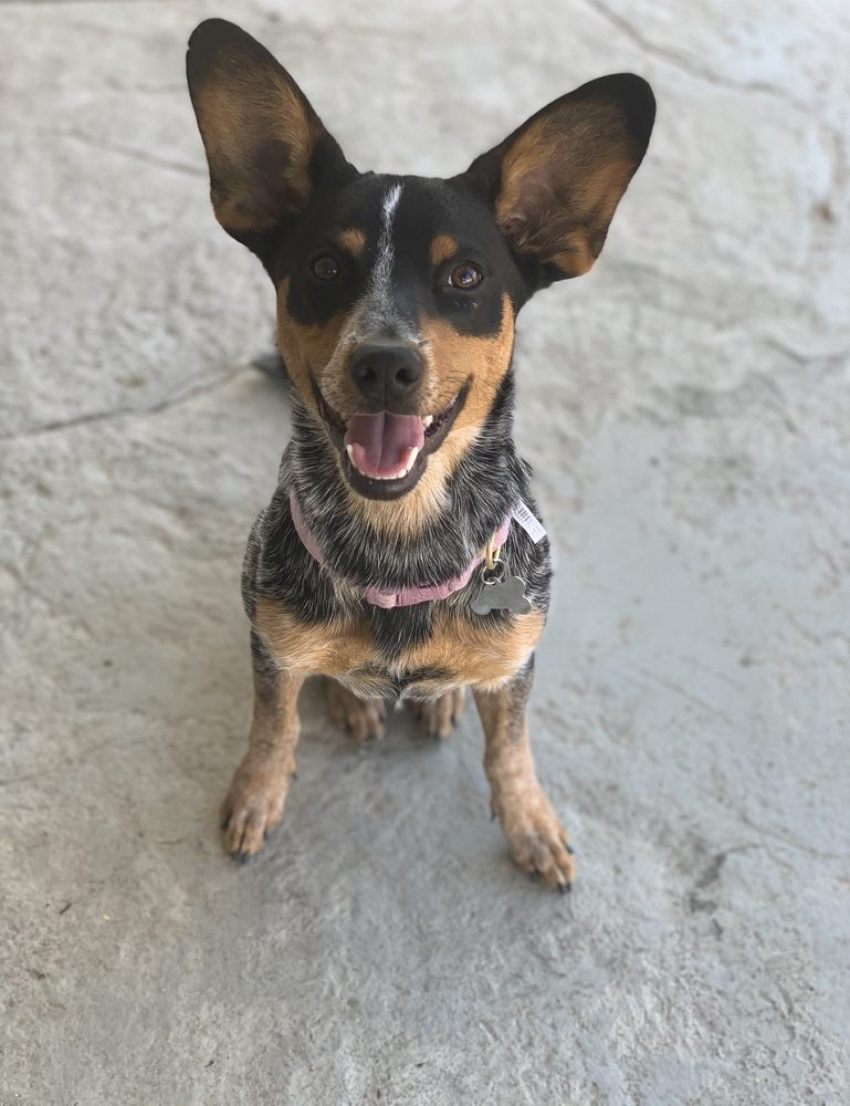 TEMECULA BEST FRIEND DOG TRAINING Updated September 2024 17 Reviews