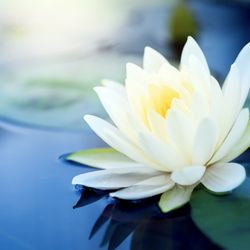 Thrive Wellness Coaching - 90 Day Total Transformation