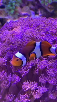 Three Little Fish by null