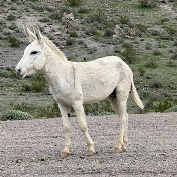 Town of Oatman - Local Flavor Near Me