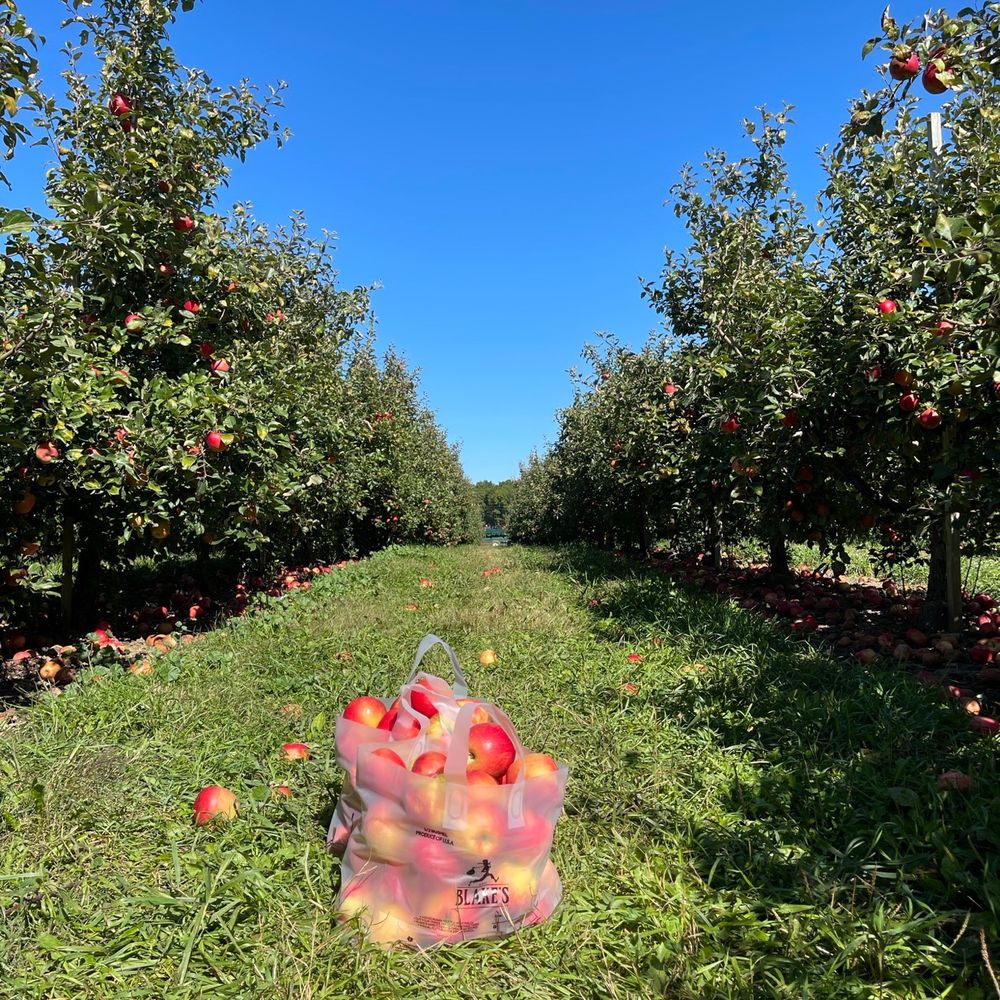 Blake's Lyon Township - Apple haul (it's 99% honeycrisp!) @ Blake's Lyon Township - Cideries Near Me - South Lyon, Michigan Blake's Lyon Township - Apple haul (it's 99% honeycrisp!) @ Blake's Lyon Township - Cideries Near Me - South Lyon, Michigan