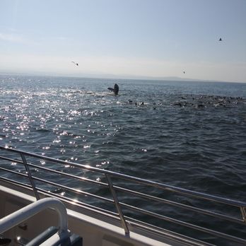 Discovery Whale Watch - Whale Watching Tours Near Me - Monterey, California