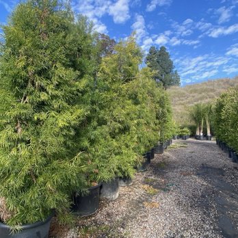 The Standard Design Group - Privacy hedges - Nurseries & Gardening Near Me - Vista, California The Standard Design Group - Privacy hedges - Nurseries & Gardening Near Me - Vista, California