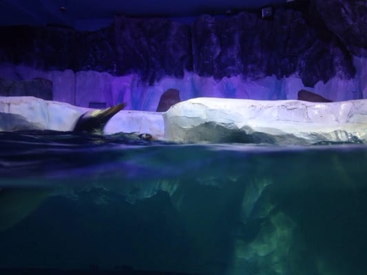 National SEA LIFE Centre Birmingham by null