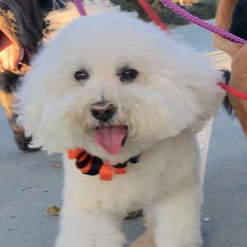 OC Happy Tails - Pet Groomers Near Me - Dana Point, California OC Happy Tails - Pet Groomers Near Me - Dana Point, California