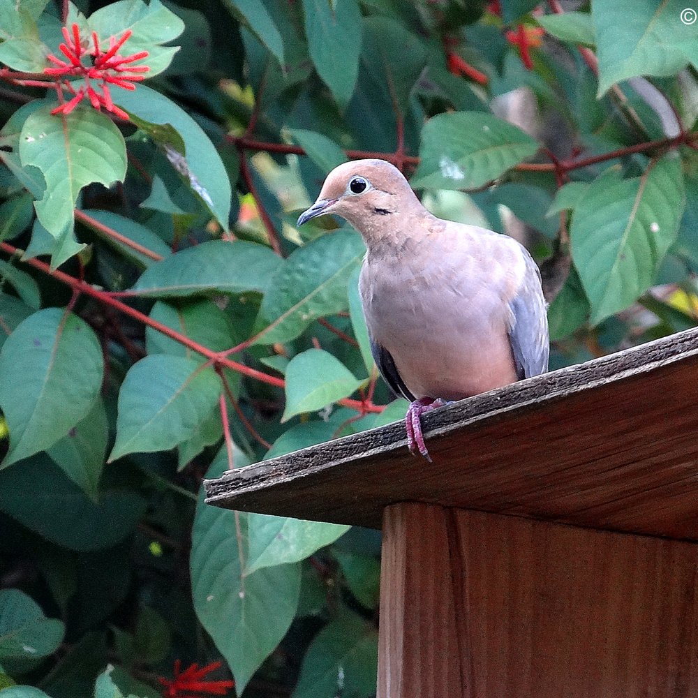 Castellow Hammock - The dove, getting ready to fly off. - Parks Near Me - Miami, Florida Castellow Hammock - The dove, getting ready to fly off. - Parks Near Me - Miami, Florida