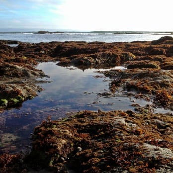 Fitzgerald Marine Reserve - Parks Near Me - Moss Beach, California Fitzgerald Marine Reserve - Parks Near Me - Moss Beach, California