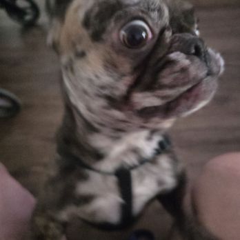 Southern Subs - Pissed off dog ! - Sandwiches Near Me - North Fort Myers, Florida