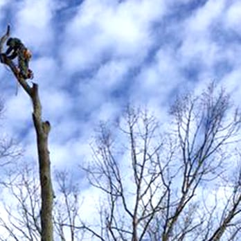 Davis Tree Care - Tree Services Near Me - Factoryville, Pennsylvania Davis Tree Care - Tree Services Near Me - Factoryville, Pennsylvania