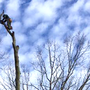 Photo of Davis Tree Care
