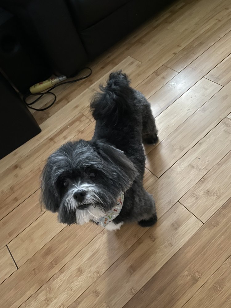 PAWS PET GROOMING Updated September 2024 11 Photos & 20 Reviews 8