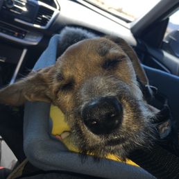 This was his first trip to Dog Beach.