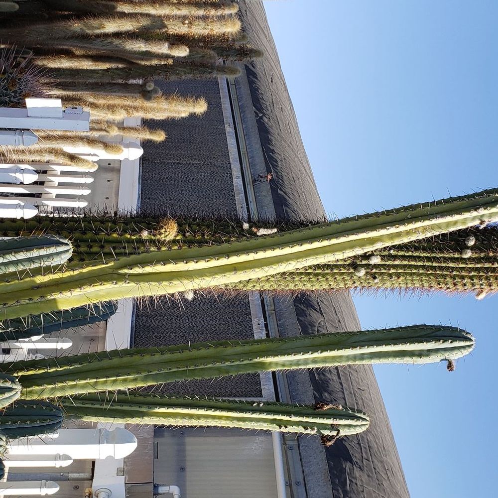 Poot's Cactus Nursery - Super big cacti - Nurseries & Gardening Near Me - Ripon, California Poot's Cactus Nursery - Super big cacti - Nurseries & Gardening Near Me - Ripon, California