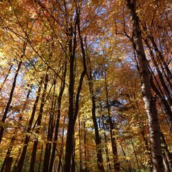 Lambton Woods