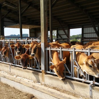 Lapp Valley Farms Ice Cream - Pet the cows - Ice Cream & Frozen Yogurt Near Me - Intercourse, Pennsylvania Lapp Valley Farms Ice Cream - Pet the cows - Ice Cream & Frozen Yogurt Near Me - Intercourse, Pennsylvania