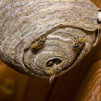 Amherst Exterminators - Pest Control Near Me - Williamsville, New York