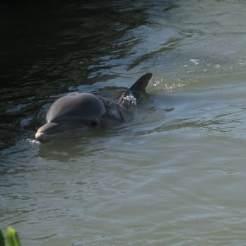 Dolphin Research Center - Tours Near Me - Marathon, Florida Dolphin Research Center - Tours Near Me - Marathon, Florida