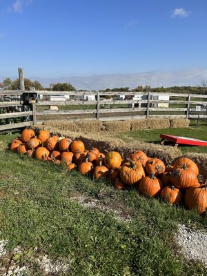 Tiny Hooves Animal Sanctuary by null