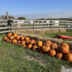 Tiny Hooves Animal Sanctuary