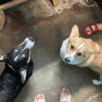 The Paw Spa LB - Sandy Corgis before bathing - Pet Groomers Near Me - Long Beach, California