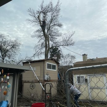 Clark's Tree Works - The Clark tree trimmers worked as a team, making sure all the rigging was done safely. - Tree Services Near Me - Modesto, California